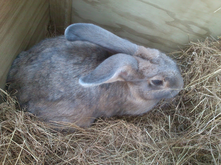 Meet Boots – Our Flemish Giant Rabbit